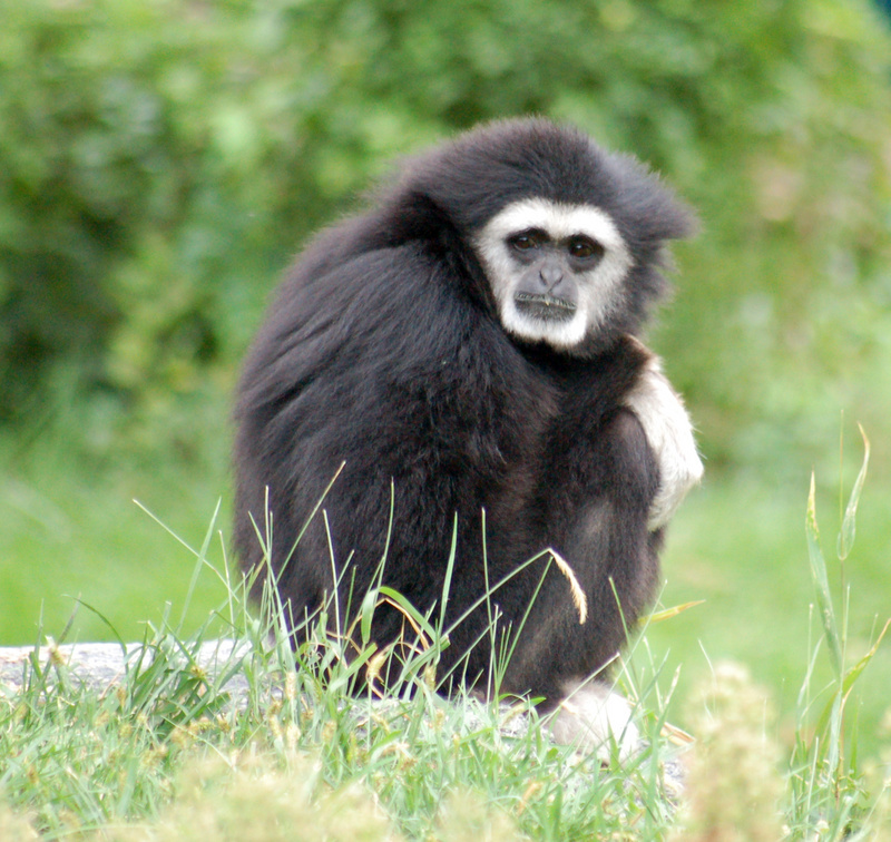 Lar Gibbon/White-handed Gibbon (Hylobates lar) {!--흰손긴팔원숭이-->; DISPLAY FULL IMAGE.