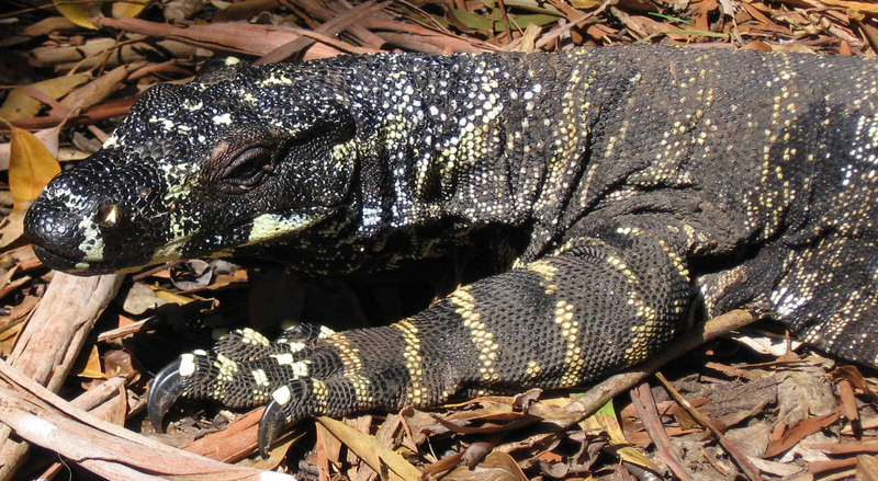 Lace monitor / Goanna (Varanus varius); DISPLAY FULL IMAGE.