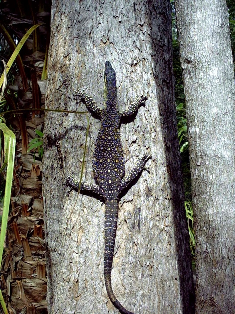 Lace monitor / Goanna (Varanus varius); DISPLAY FULL IMAGE.