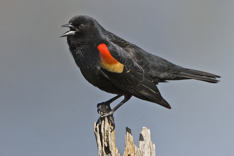 Red-winged Blackbird (Agelaius phoeniceus) - Wiki; DISPLAY FULL IMAGE.