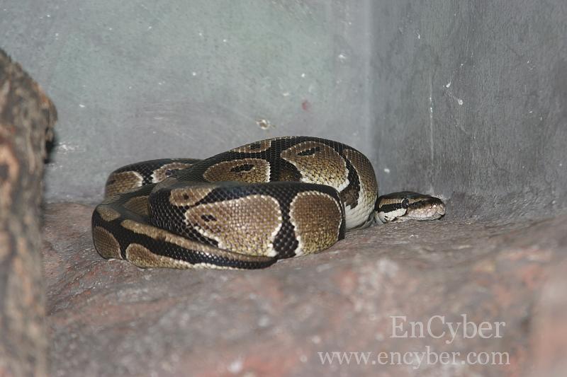 볼비단구렁이 [ball python]; DISPLAY FULL IMAGE.