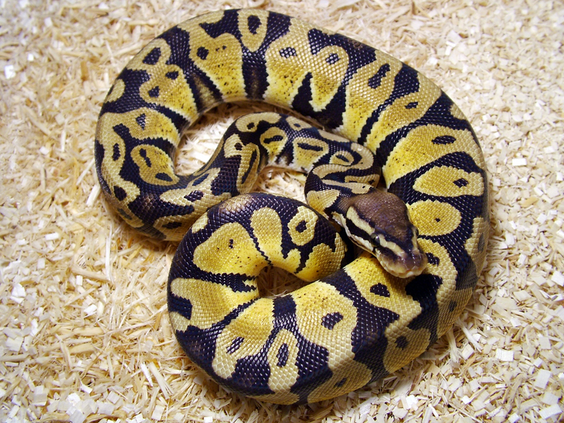 Ball Python (Python regius) - Wiki; DISPLAY FULL IMAGE.