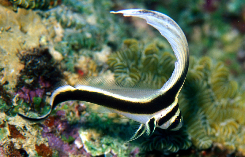 Spotted Drum (Equetus punctatus); DISPLAY FULL IMAGE.