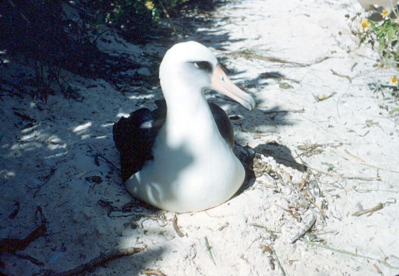 Laysan Albatross (Phoebastria immutabilis) - Wiki; DISPLAY FULL IMAGE.