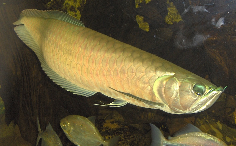 Silver Arowana (Osteoglossum bicirrhosum) - Wiki; DISPLAY FULL IMAGE.