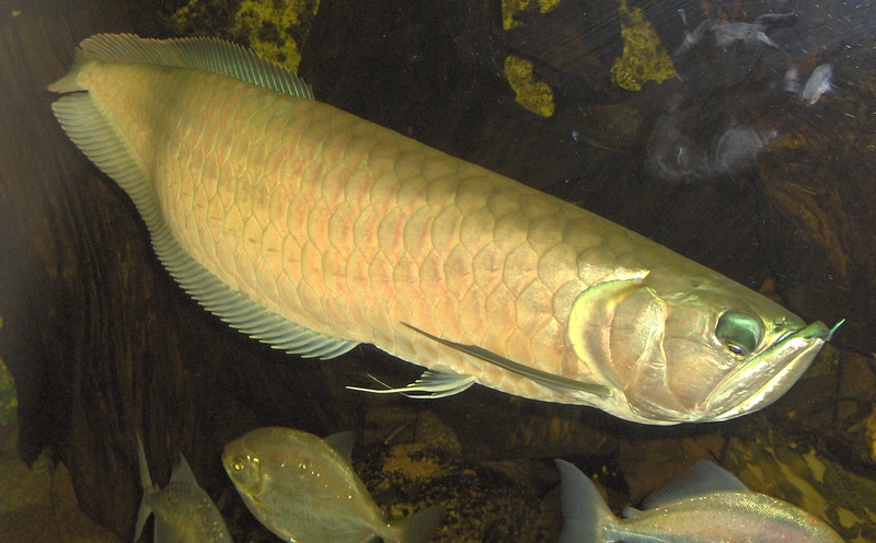 Silver Arowana (Osteoglossum bicirrhosum) - Wiki; DISPLAY FULL IMAGE.