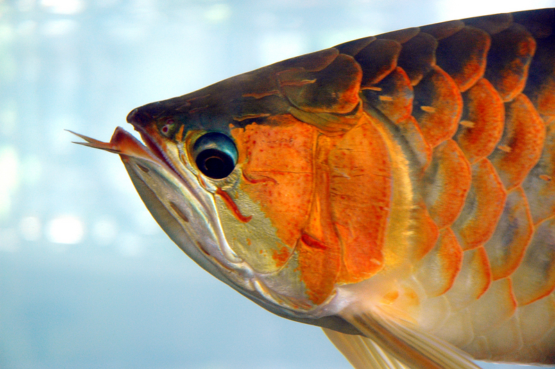 Asian Arowana (Scleropages formosus) - Wiki; DISPLAY FULL IMAGE.