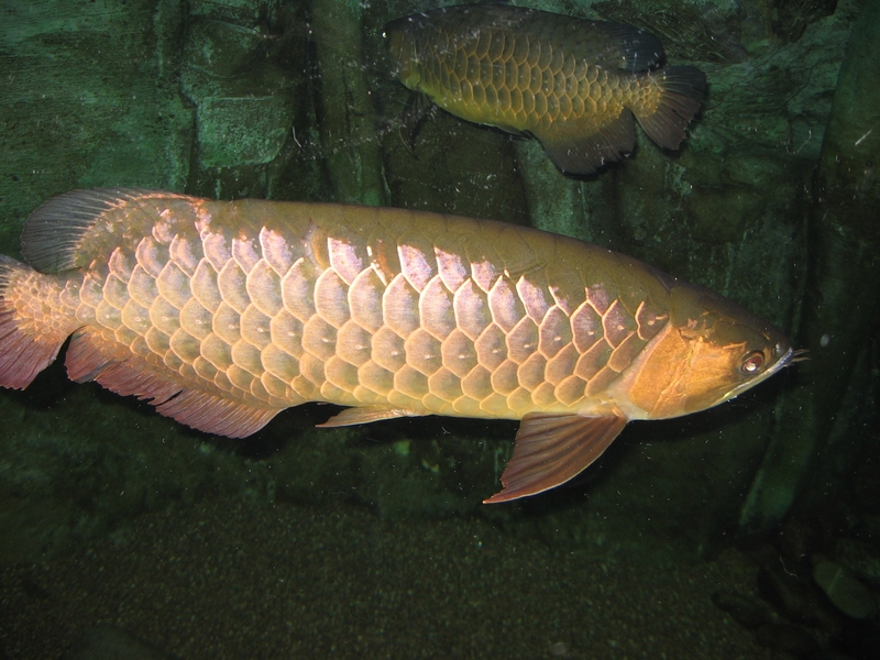 Red-tailed Golden Arowana (Scleropages aureus) - Wiki; DISPLAY FULL IMAGE.