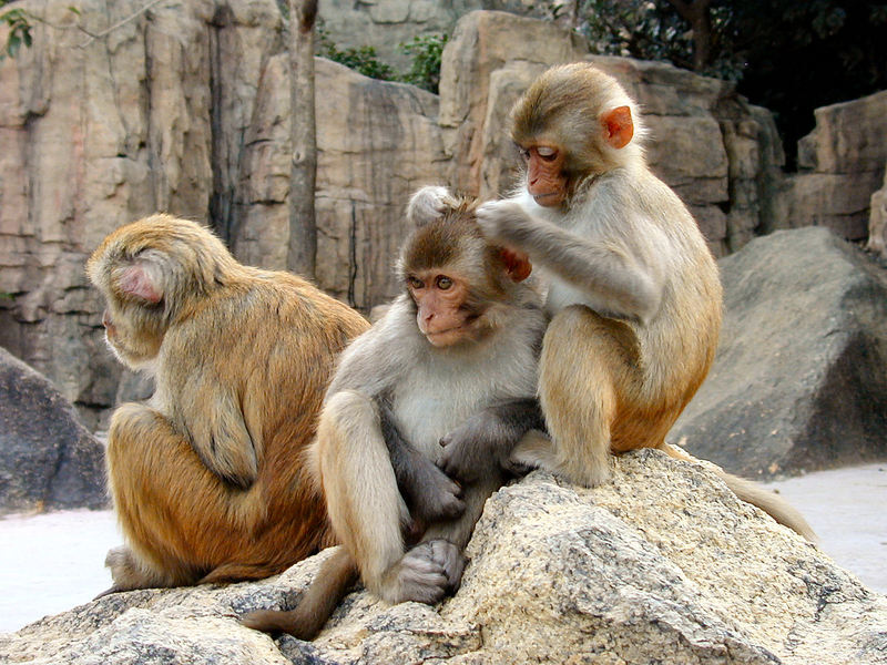 Rhesus Macaque (Macaca mulatta) - Wiki; DISPLAY FULL IMAGE.