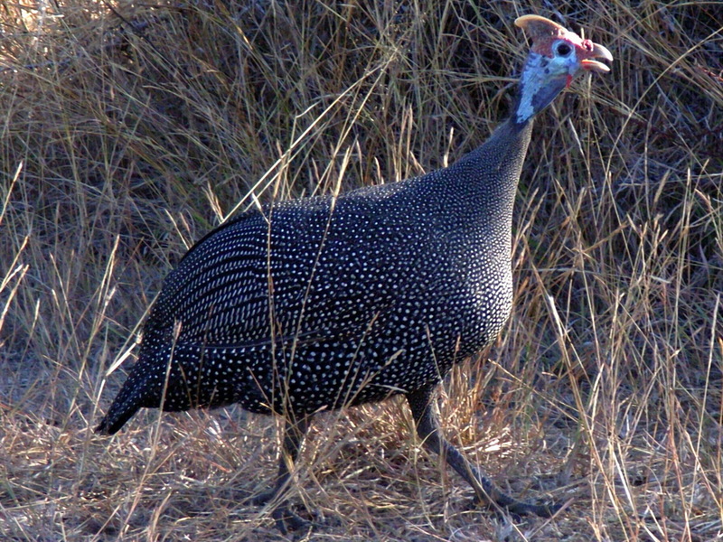 Helmeted Guineafowl (Numida meleagris) - Wiki; DISPLAY FULL IMAGE.