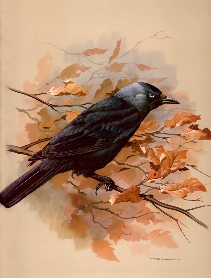 [Consigliere S4 - Basil Ede] European Jackdaw; DISPLAY FULL IMAGE.