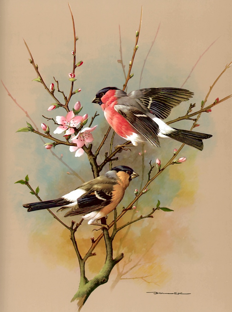 [Consigliere S4 - Basil Ede] Bullfinch; DISPLAY FULL IMAGE.