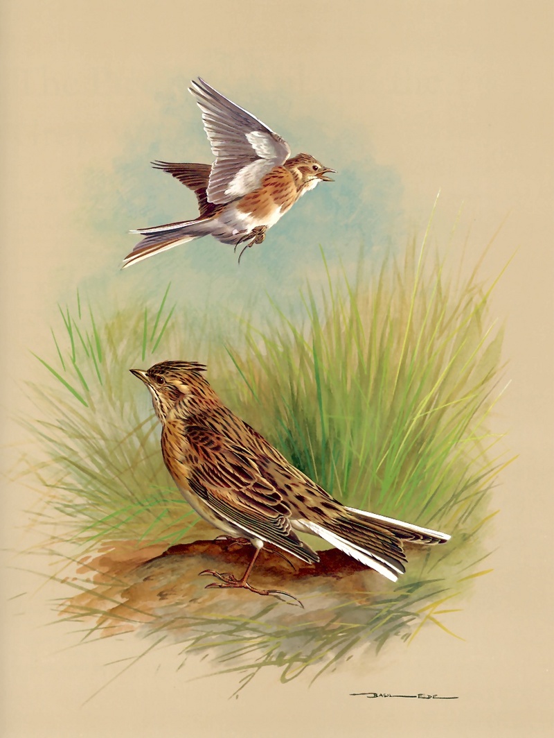 [Consigliere S4 - Basil Ede] Skylark; DISPLAY FULL IMAGE.