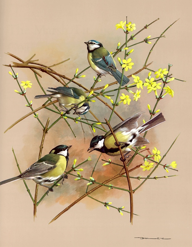 [Consigliere S4 - Basil Ede] Blue Tit And Green Tit; DISPLAY FULL IMAGE.