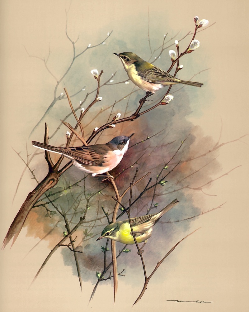 [Consigliere S4 - Basil Ede] Common Chiffchaff, Whitethroat And Willow Warbler; DISPLAY FULL IMAGE.
