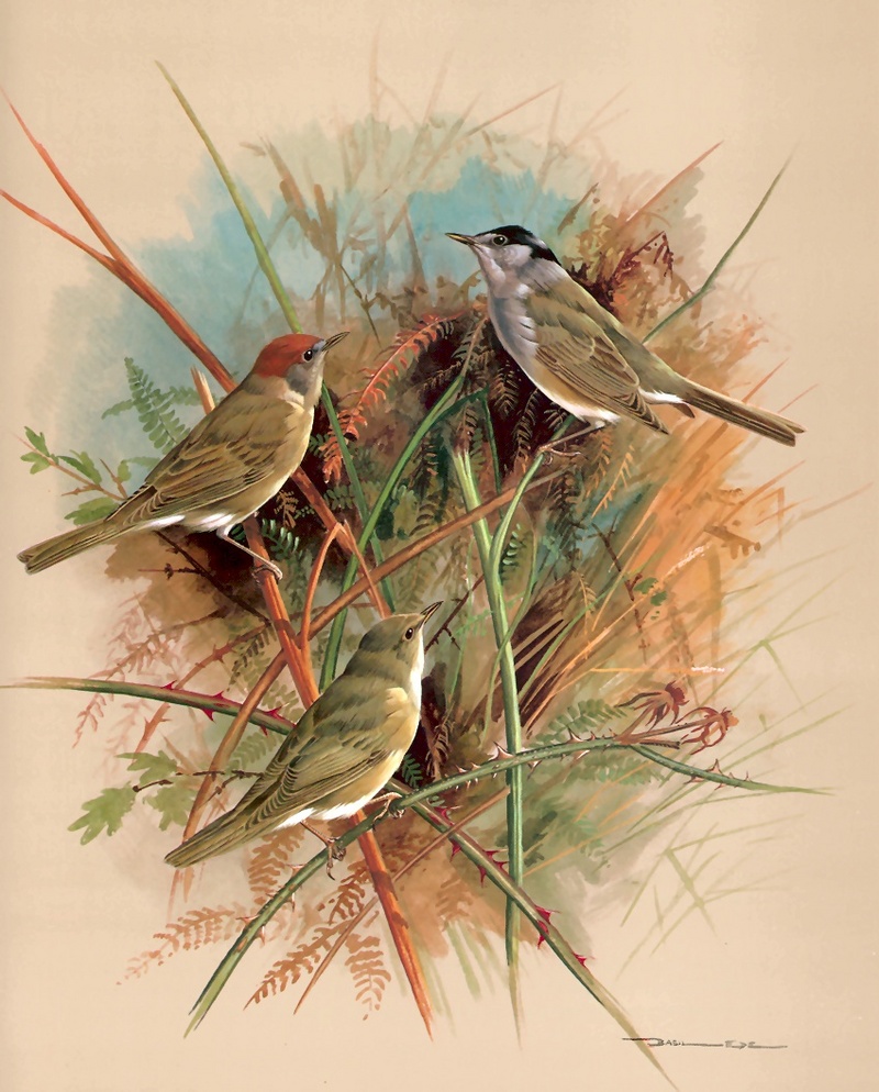 [Consigliere S4 - Basil Ede] Blackcap And Garden Warbler; DISPLAY FULL IMAGE.