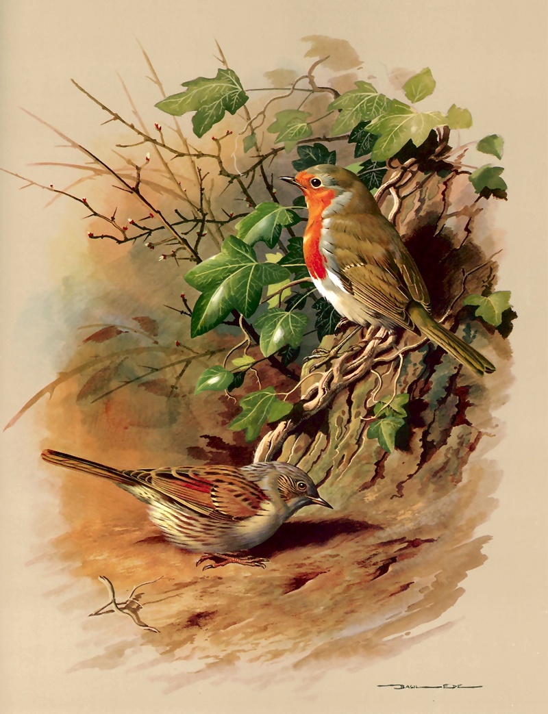 [Consigliere S4 - Basil Ede] Robin And Dunnock; DISPLAY FULL IMAGE.