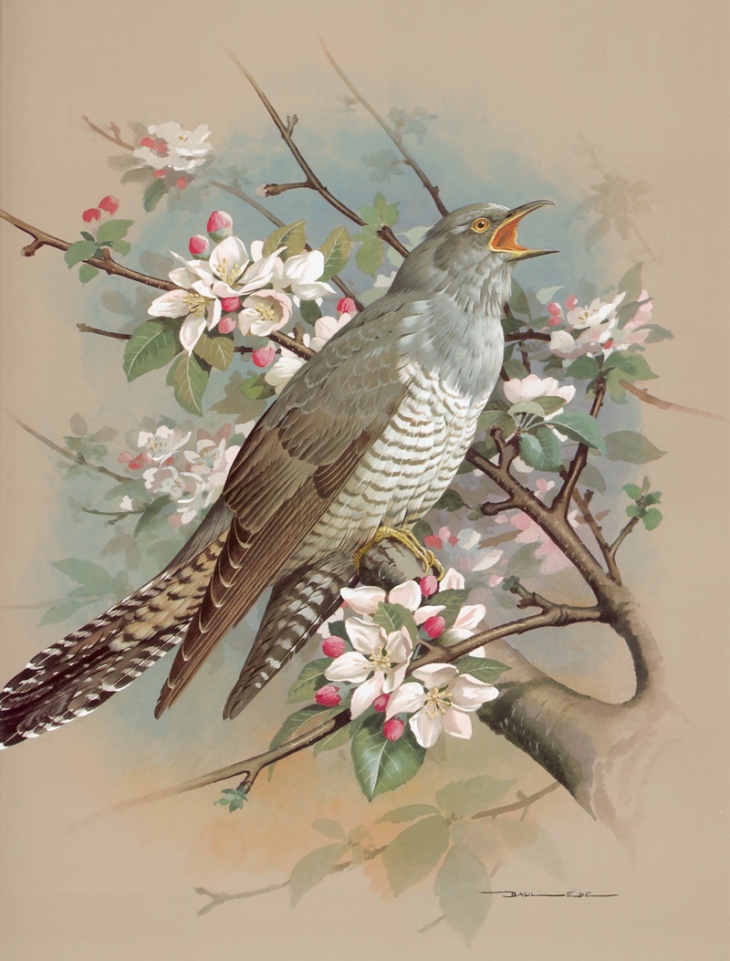 [Consigliere S4 - Basil Ede] The Cuckoo; DISPLAY FULL IMAGE.