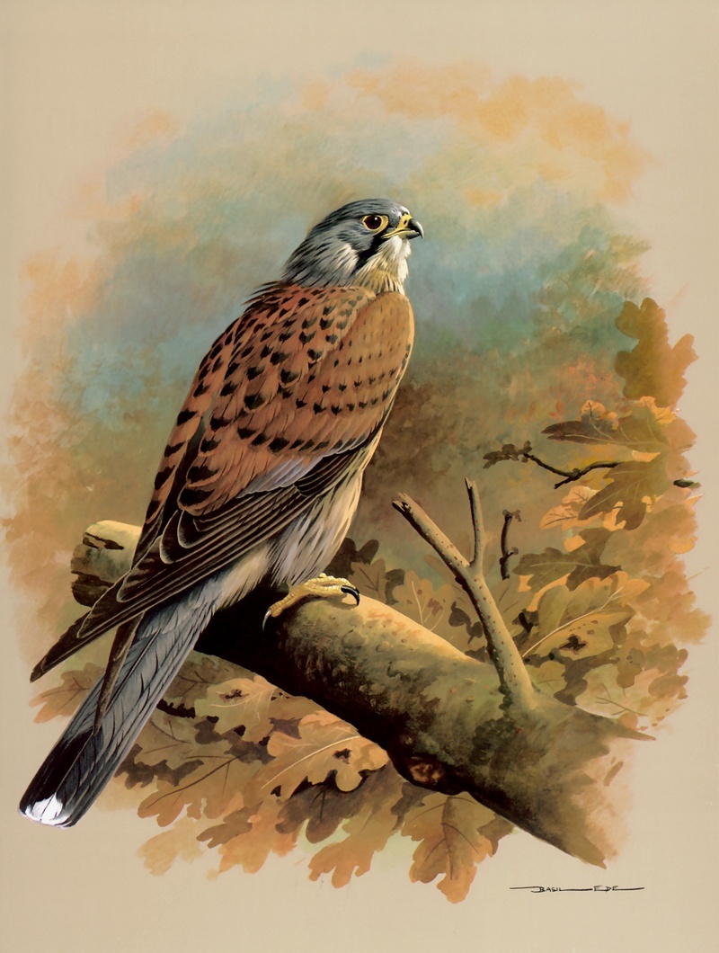 [Consigliere S4 - Basil Ede] The Common Kestrel; DISPLAY FULL IMAGE.