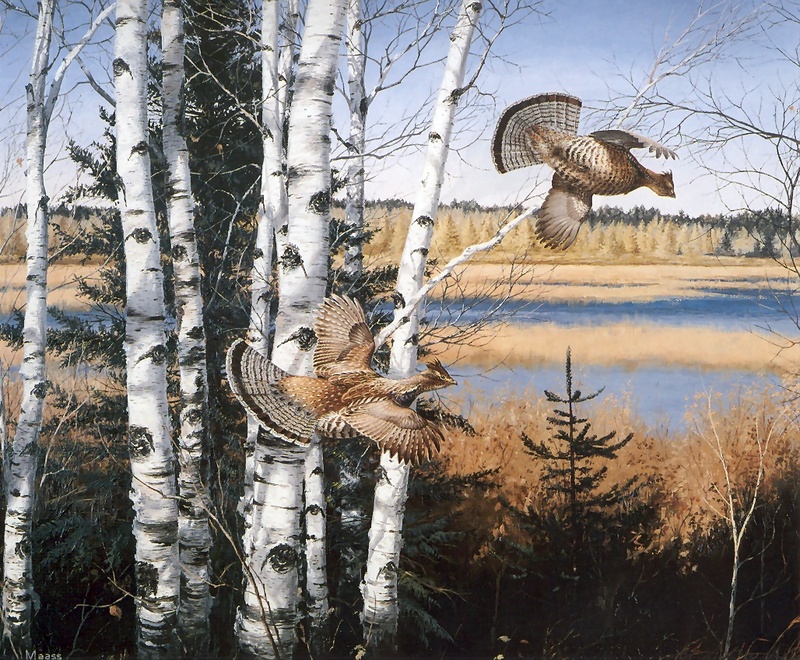 [Consigliere S4 - The Wildfowl of David Maass] Hillside Flush - Ruffed Grouse; DISPLAY FULL IMAGE.