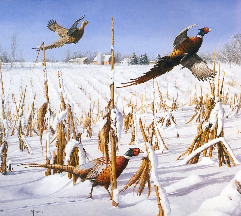 [Consigliere S4 - The Wildfowl of David Maass] A Touch Of Winter-Pheasants; DISPLAY FULL IMAGE.