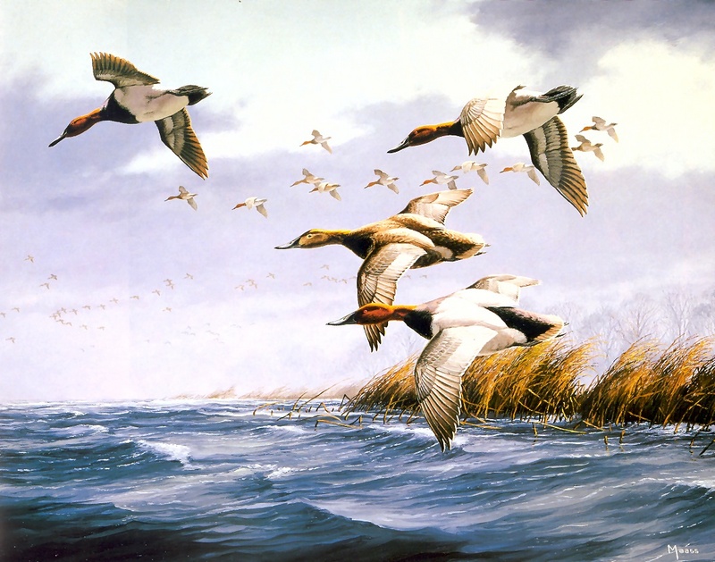 [Consigliere S4 - The Wildfowl of David Maass] Homeward Journey-Canvasbacks; DISPLAY FULL IMAGE.