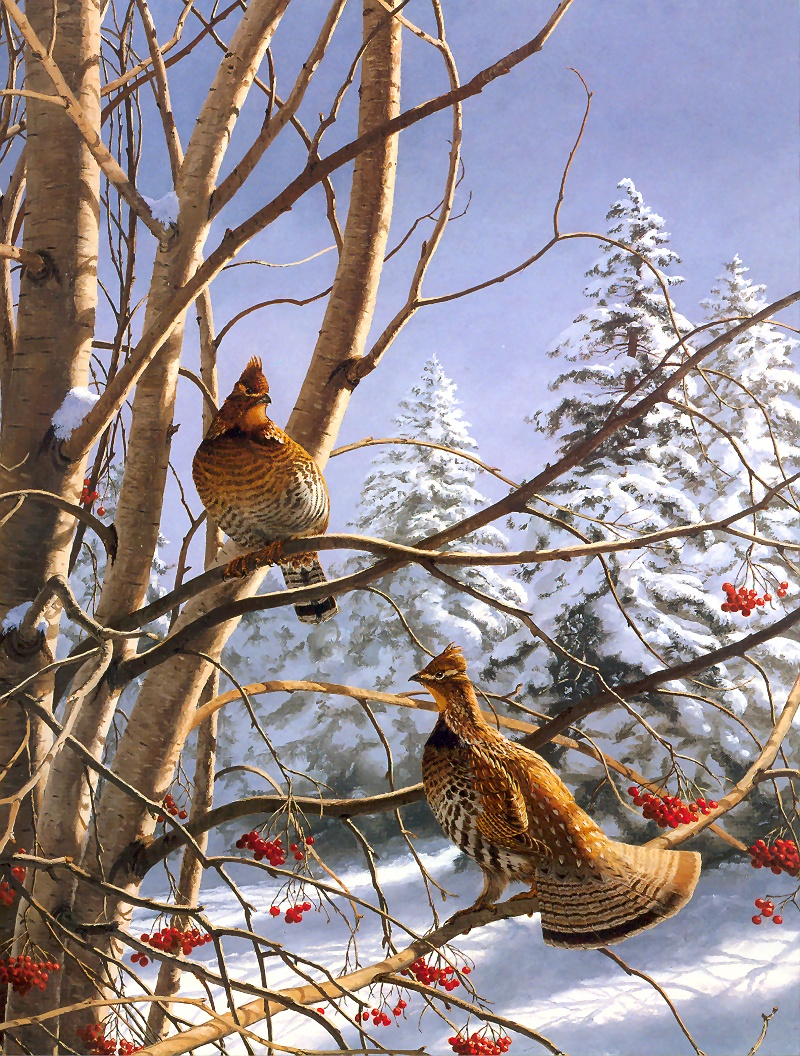 [Consigliere S4 - The Wildfowl of David Maass] Early Winter Morning-Ruffed Grouse; DISPLAY FULL IMAGE.