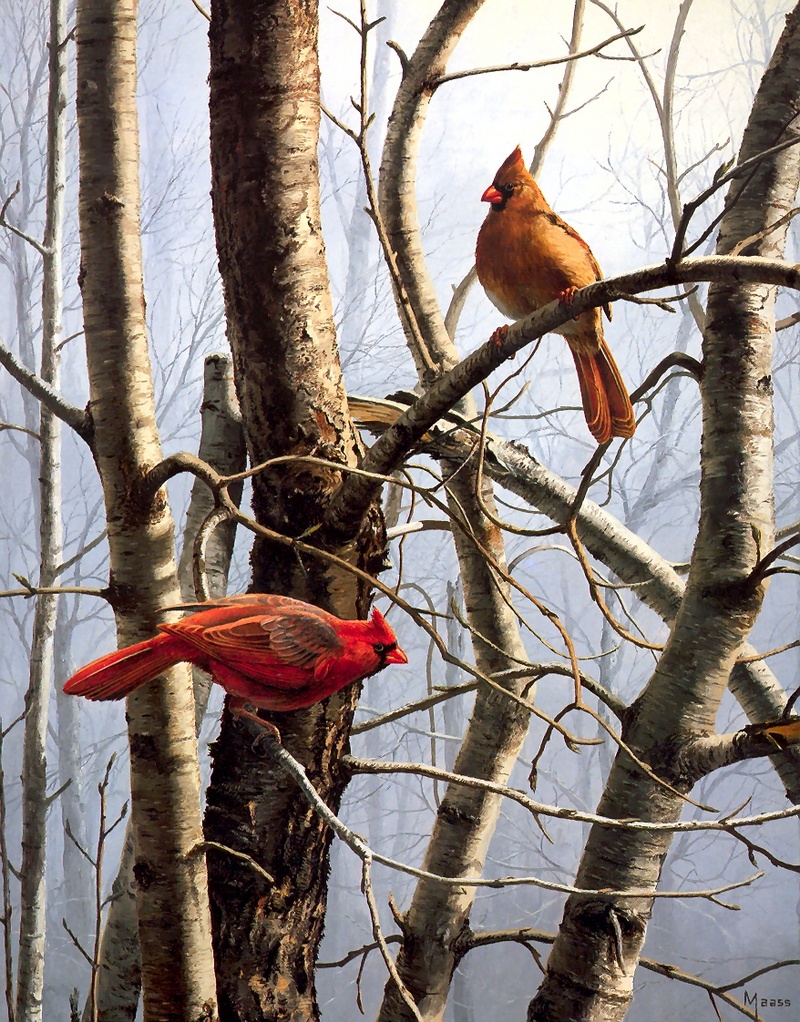 [Consigliere S4 - The Wildfowl of David Maass] A New Day-Cardinals; DISPLAY FULL IMAGE.