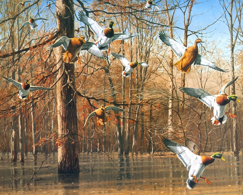 [Consigliere S4 - The Wildfowl of David Maass] Green Timber-Mallards; DISPLAY FULL IMAGE.