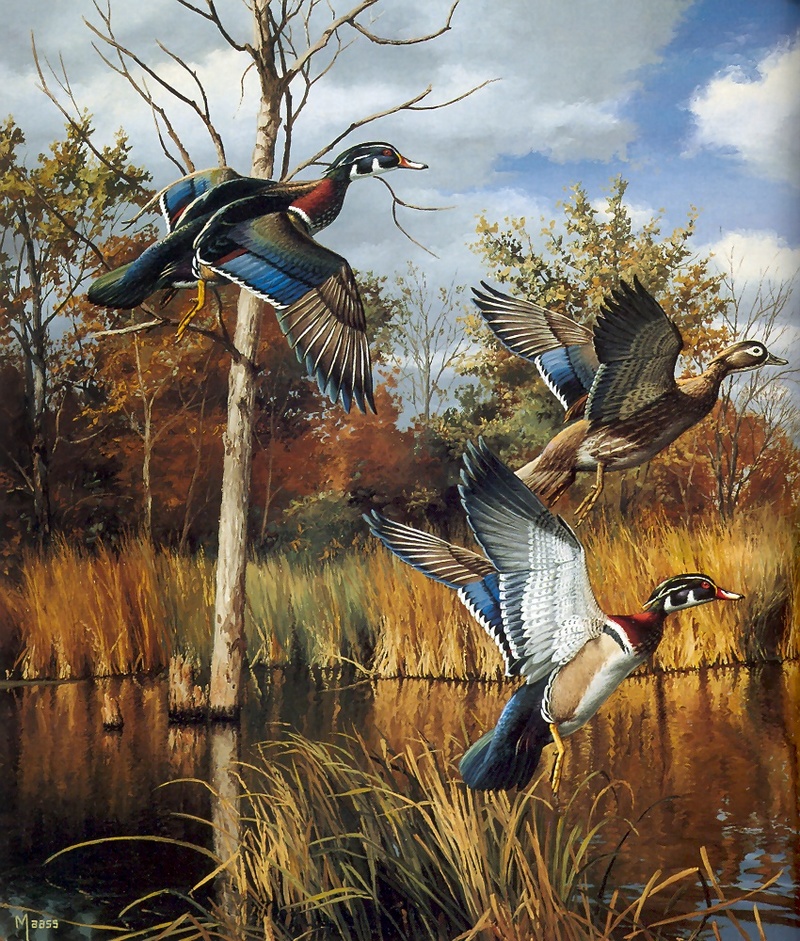 [Consigliere S4 - The Wildfowl of David Maass] Autumn Shades-WoodDucks; DISPLAY FULL IMAGE.