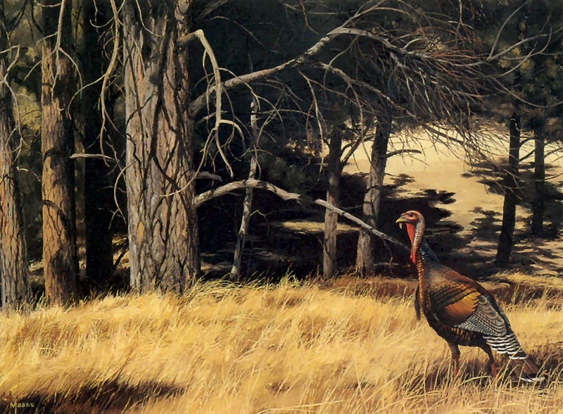 [Consigliere S4 - The Wildfowl of David Maass] Answering The Call-Merriam's Turkey; DISPLAY FULL IMAGE.