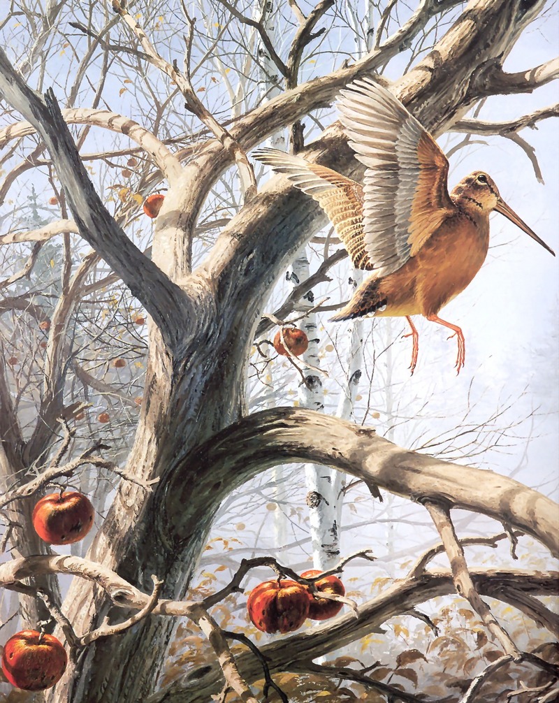 [Consigliere S4 - The Wildfowl of David Maass] Abandoned Orchard-Woodcock; DISPLAY FULL IMAGE.