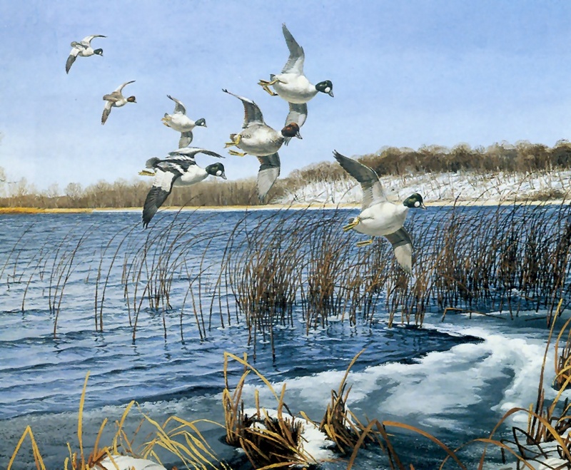 [Consigliere S4 - The Wildfowl of David Maass] A Close Pass-Common Goldeneyes; DISPLAY FULL IMAGE.