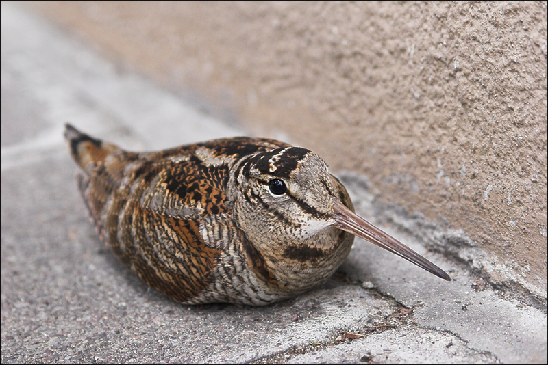 Eurasian Woodcock (Scolopax rusticola) - Wiki; DISPLAY FULL IMAGE.