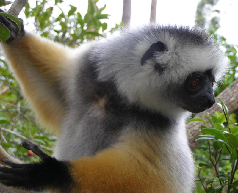 Diademed Sifaka (Propithecus diadema) - Wiki; DISPLAY FULL IMAGE.