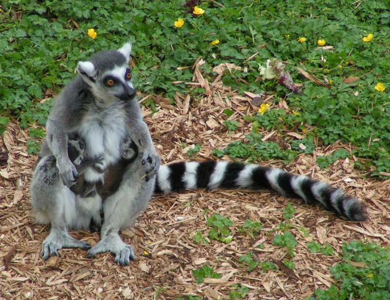 Ring-tailed Lemur (Lemur catta) - Wiki; DISPLAY FULL IMAGE.