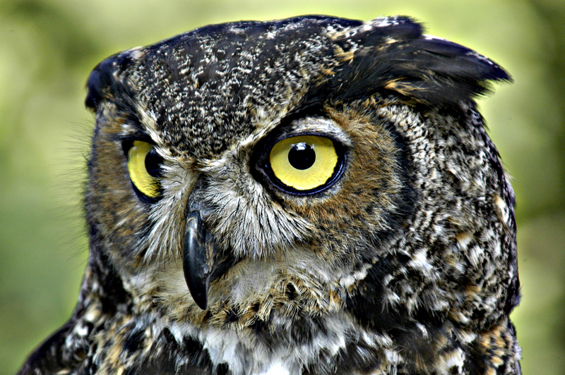 Great Horned Owl (Bubo virginianus) - Wiki; DISPLAY FULL IMAGE.