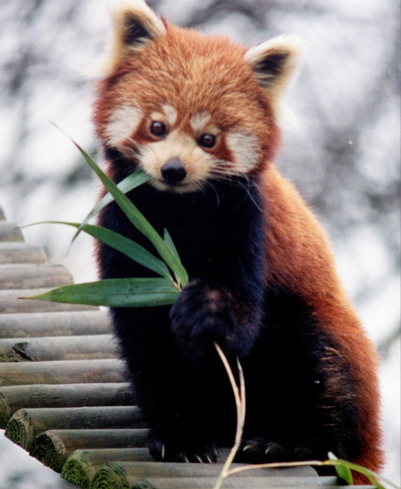 Red Panda (Ailurus fulgens) - Wiki; DISPLAY FULL IMAGE.