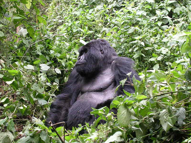 Eastern Gorilla (Gorilla beringei) - Wiki; DISPLAY FULL IMAGE.