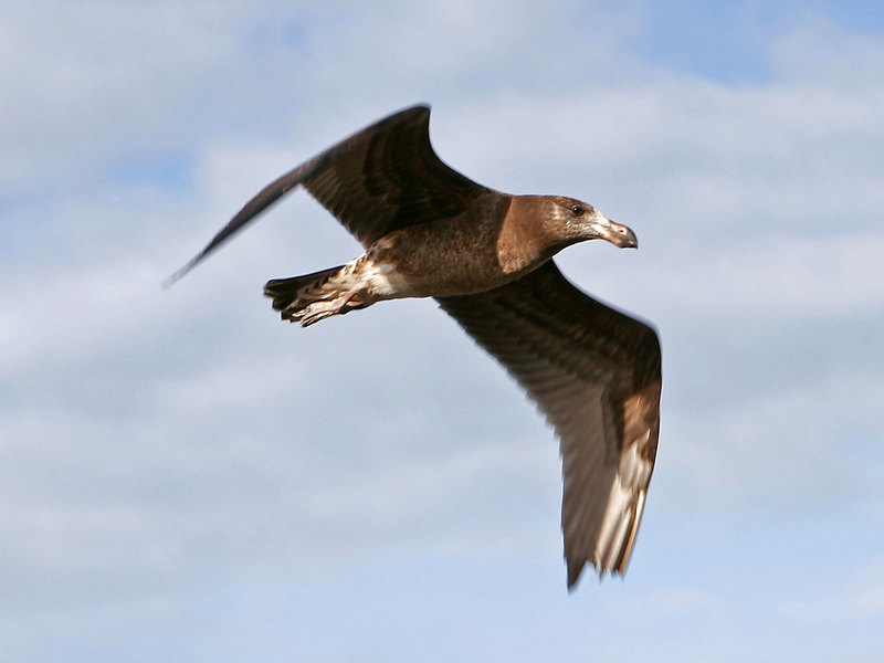 Pacific Gull (Larus pacificus) - Wiki; DISPLAY FULL IMAGE.