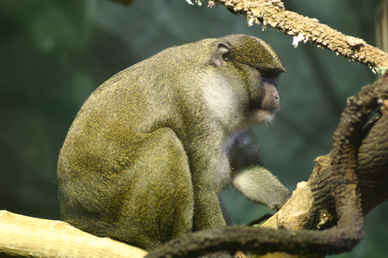 Allen's Swamp Monkey (Allenopithecus nigroviridis) - Wiki; DISPLAY FULL IMAGE.