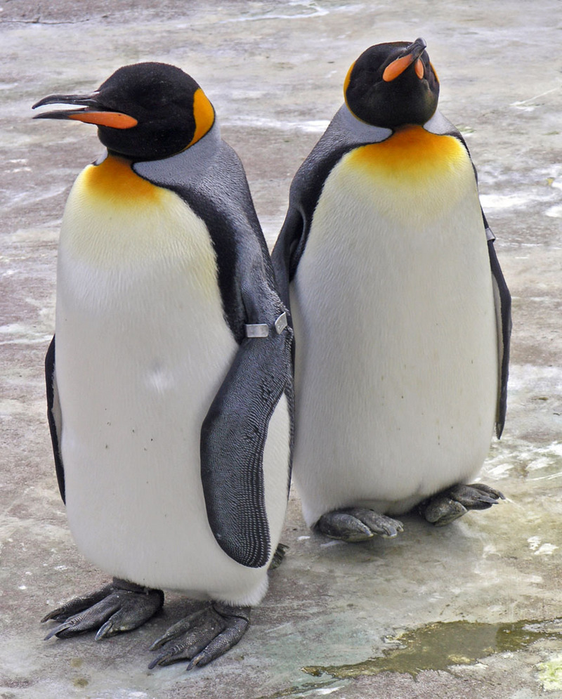 King Penguin (Aptenodytes patagonicus) - Wiki; DISPLAY FULL IMAGE.