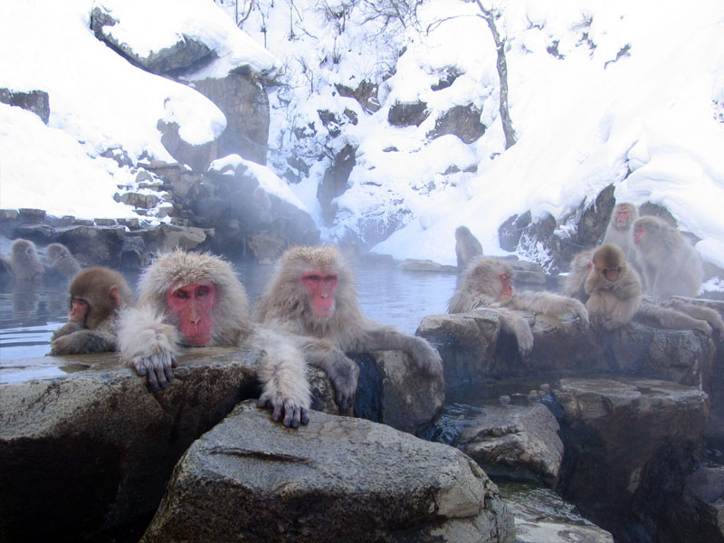 Japanese Macaque / Snow Monkey (Macaca fuscata) - Wiki; DISPLAY FULL IMAGE.