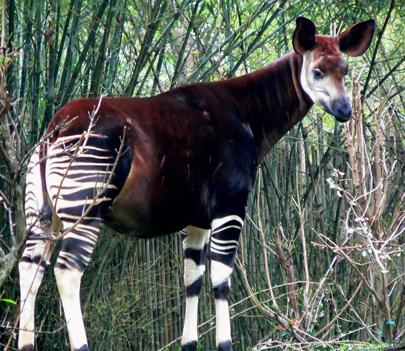 Okapi (Okapia johnstoni) - Wiki; DISPLAY FULL IMAGE.