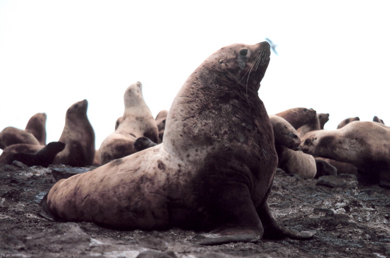 Steller's Sea Lion (Eumetopias jubatus) - Wiki; DISPLAY FULL IMAGE.