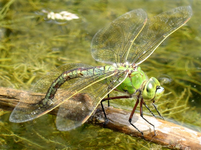 Emperor Dragonfly (Anax imperator) - Wiki; DISPLAY FULL IMAGE.