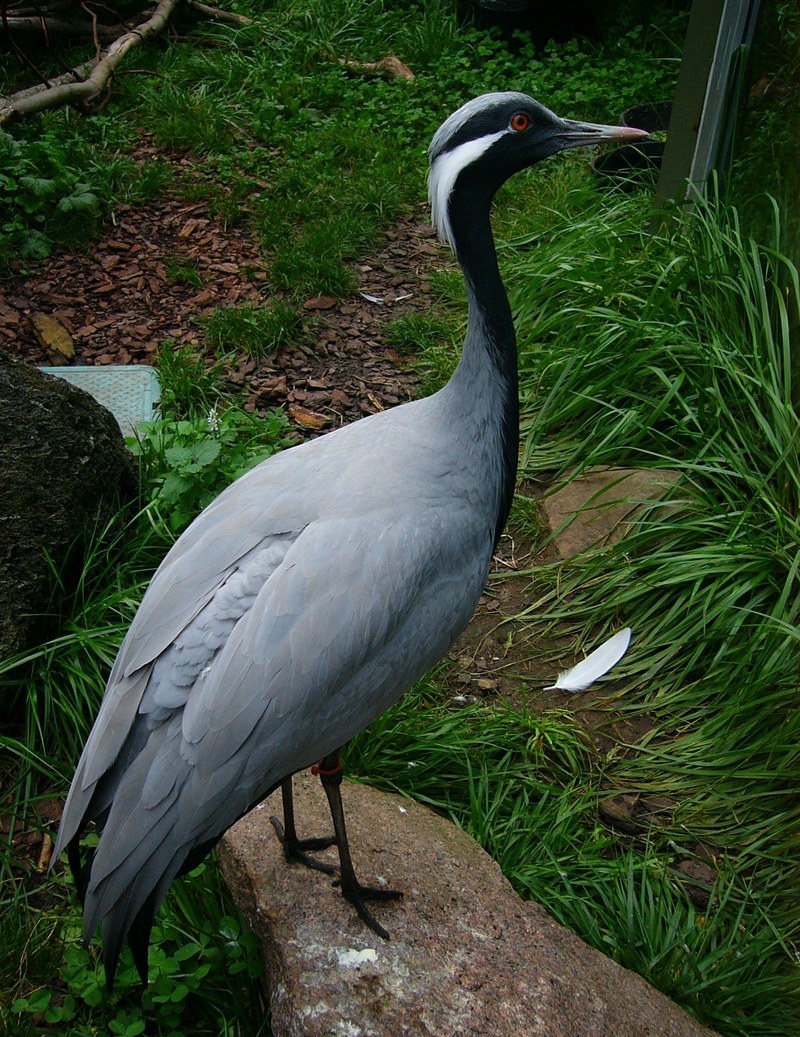 Demoiselle Crane (Anthropoides virgo) - Wiki; DISPLAY FULL IMAGE.