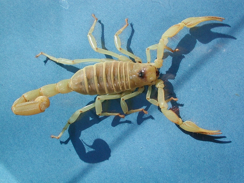 Giant Desert Hairy Scorpion (Hadrurus arizonensis) - Wiki; DISPLAY FULL IMAGE.