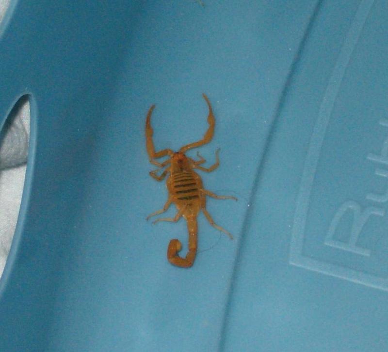 Arizona bark scorpion (Centruroides exilicauda) - Wiki; DISPLAY FULL IMAGE.