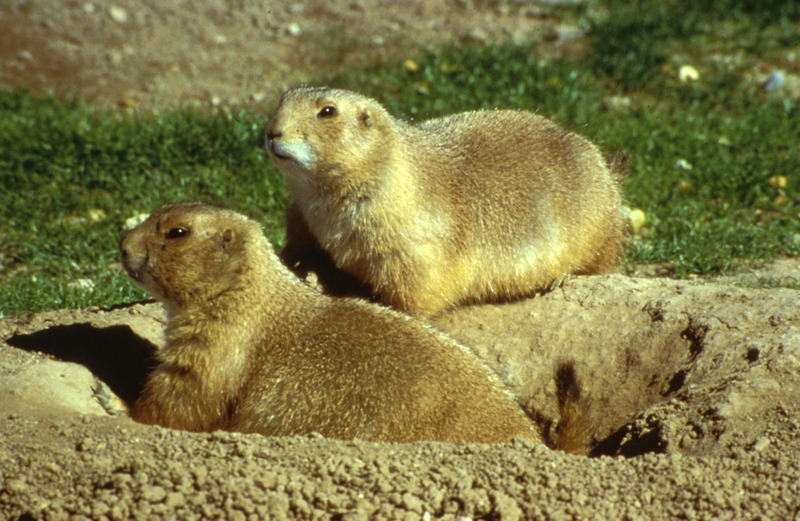 Black-tailed Prairie Dog (Cynomys ludovicianus) - Wiki; DISPLAY FULL IMAGE.